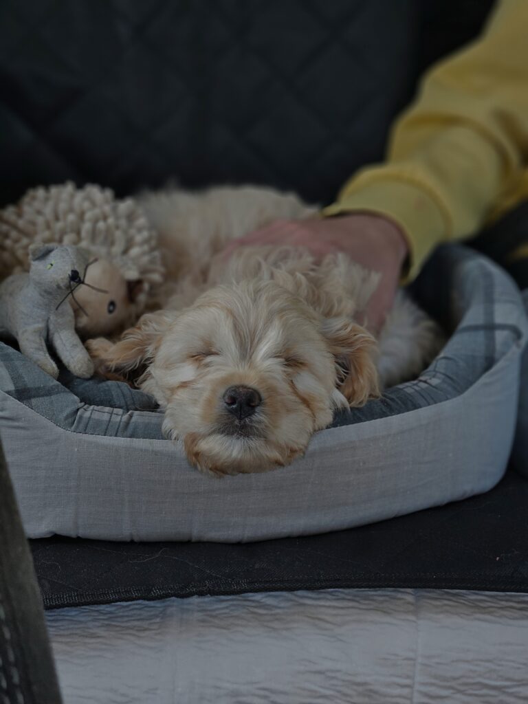 joy and zen instagram hatchiko hatchi cavapoo f2